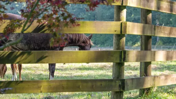 Columbia Valley, BC V2R 4X5,1400 Maple Rock DR