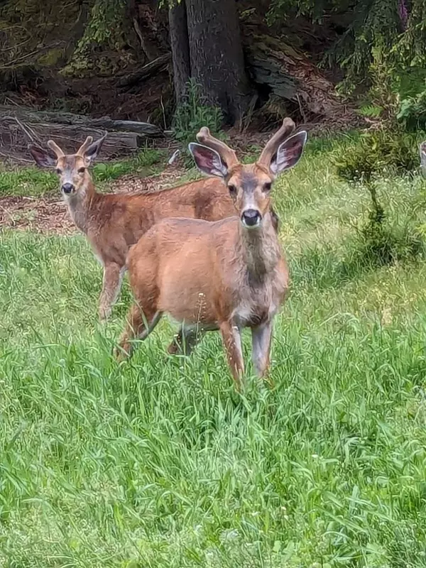 Gambier Island, BC V0N 1V0,Lot 9 Mountain RD