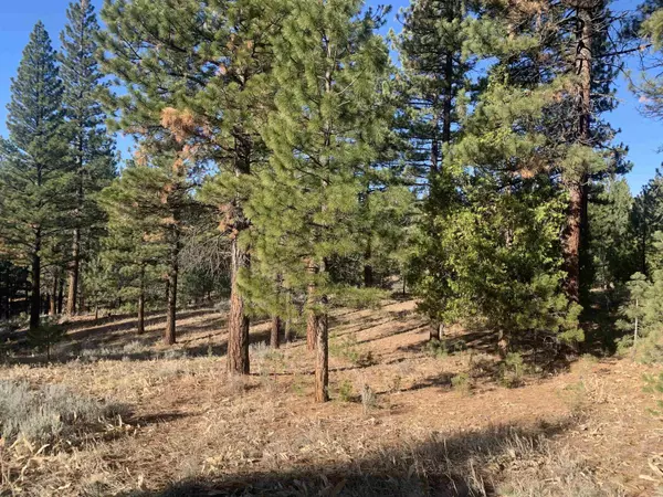 Portola, CA 96122,358 Arrowleaf Road