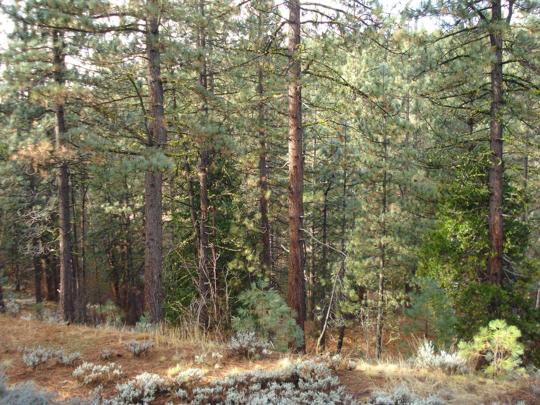 Portola, CA 96122,199 Big Grizzly Road