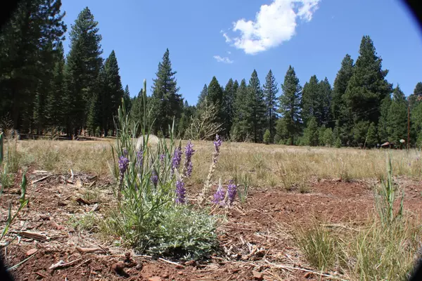 Truckee, CA 96161,10735 Dogwood