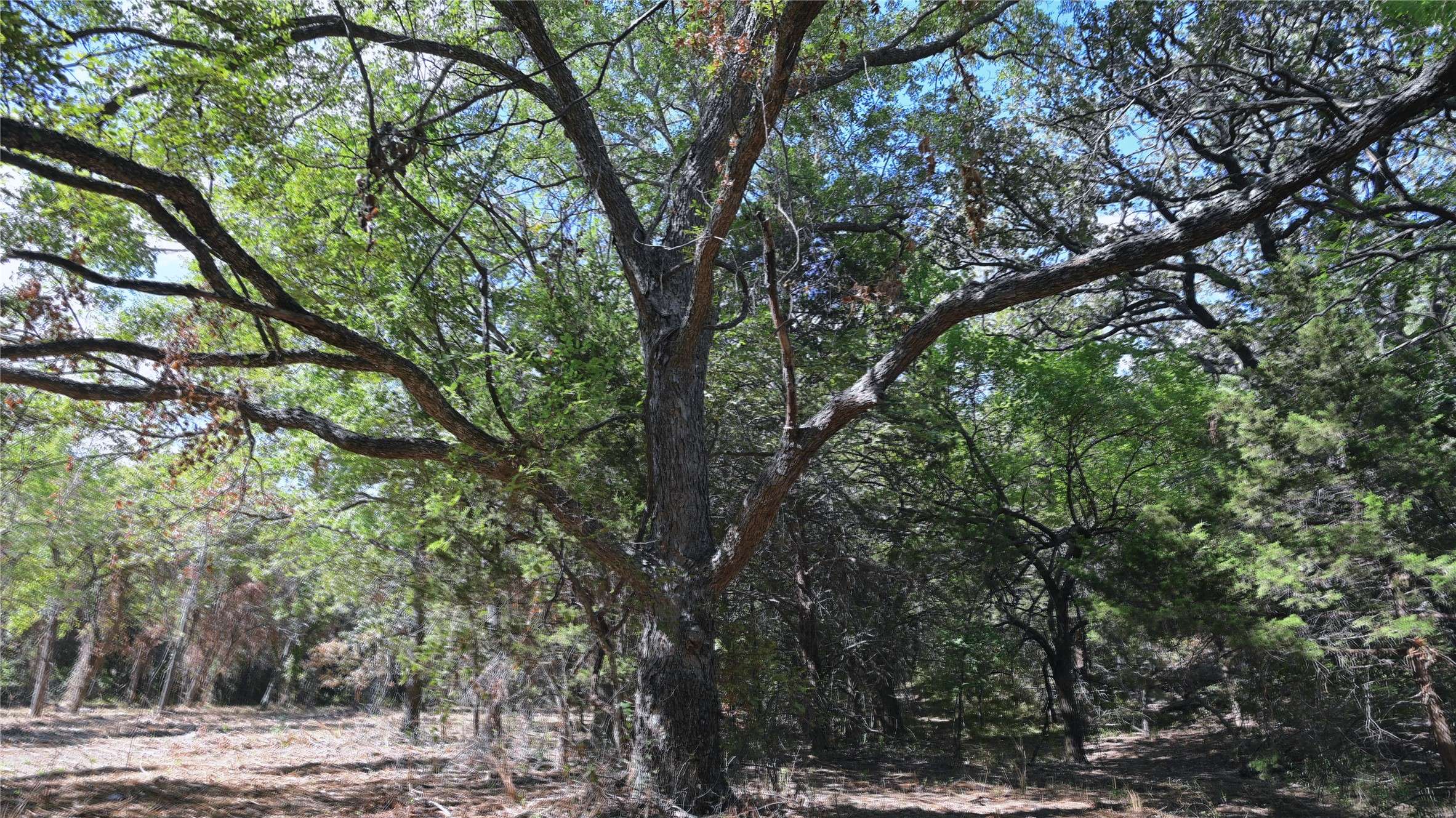 TBD FM 1806 ST, Montague, TX 76251