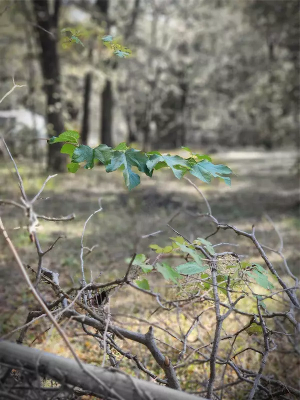 Gun Barrel City, TX 75156,0 Lost Forest RD