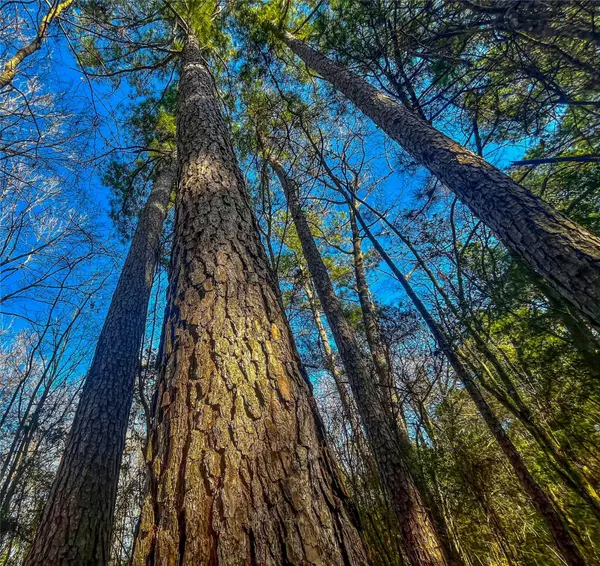 Palestine, TX 75803,0 E Private Road 8344