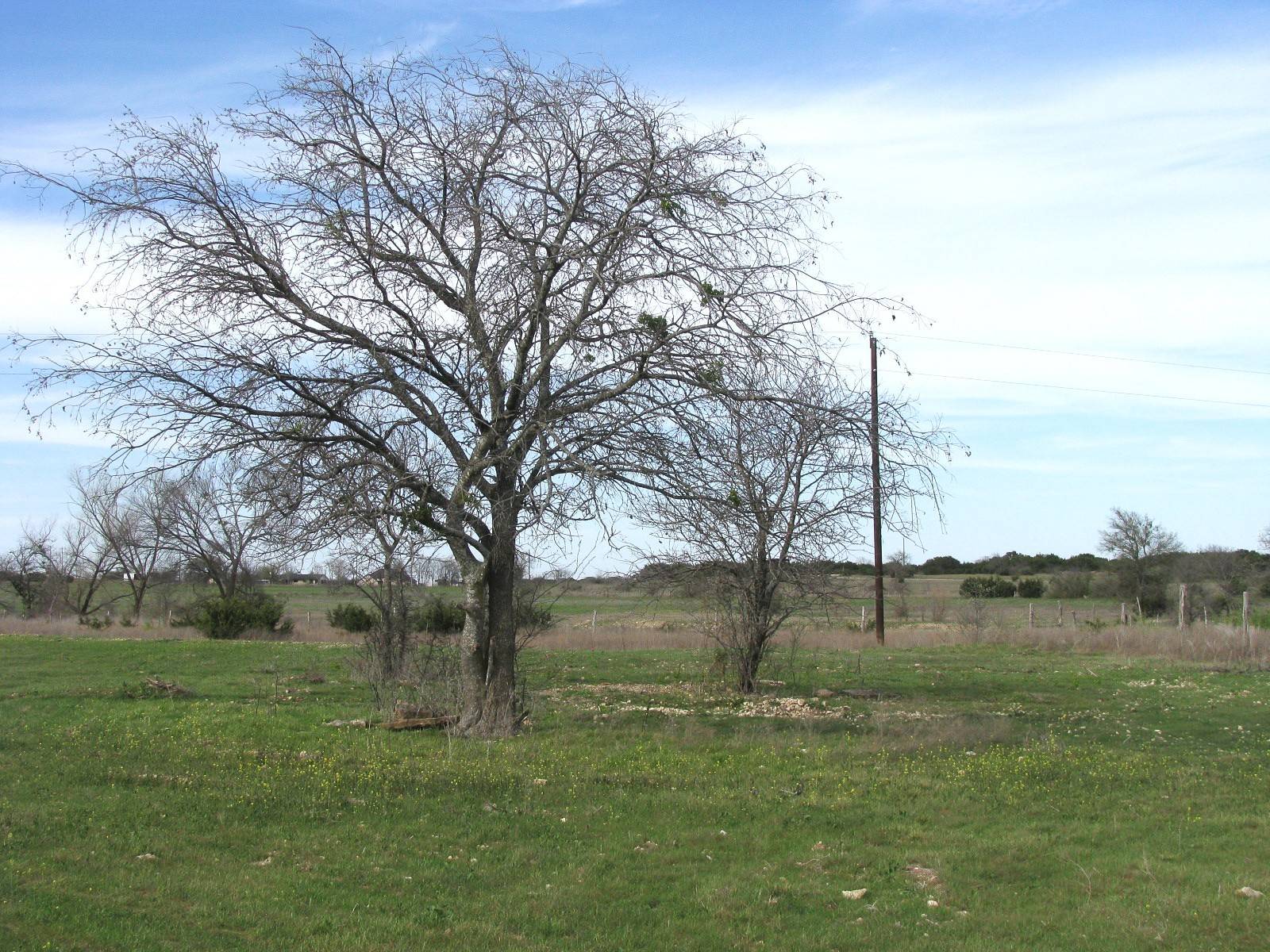 Gatesville, TX 76528,38.14 Acres TBD Fm-116