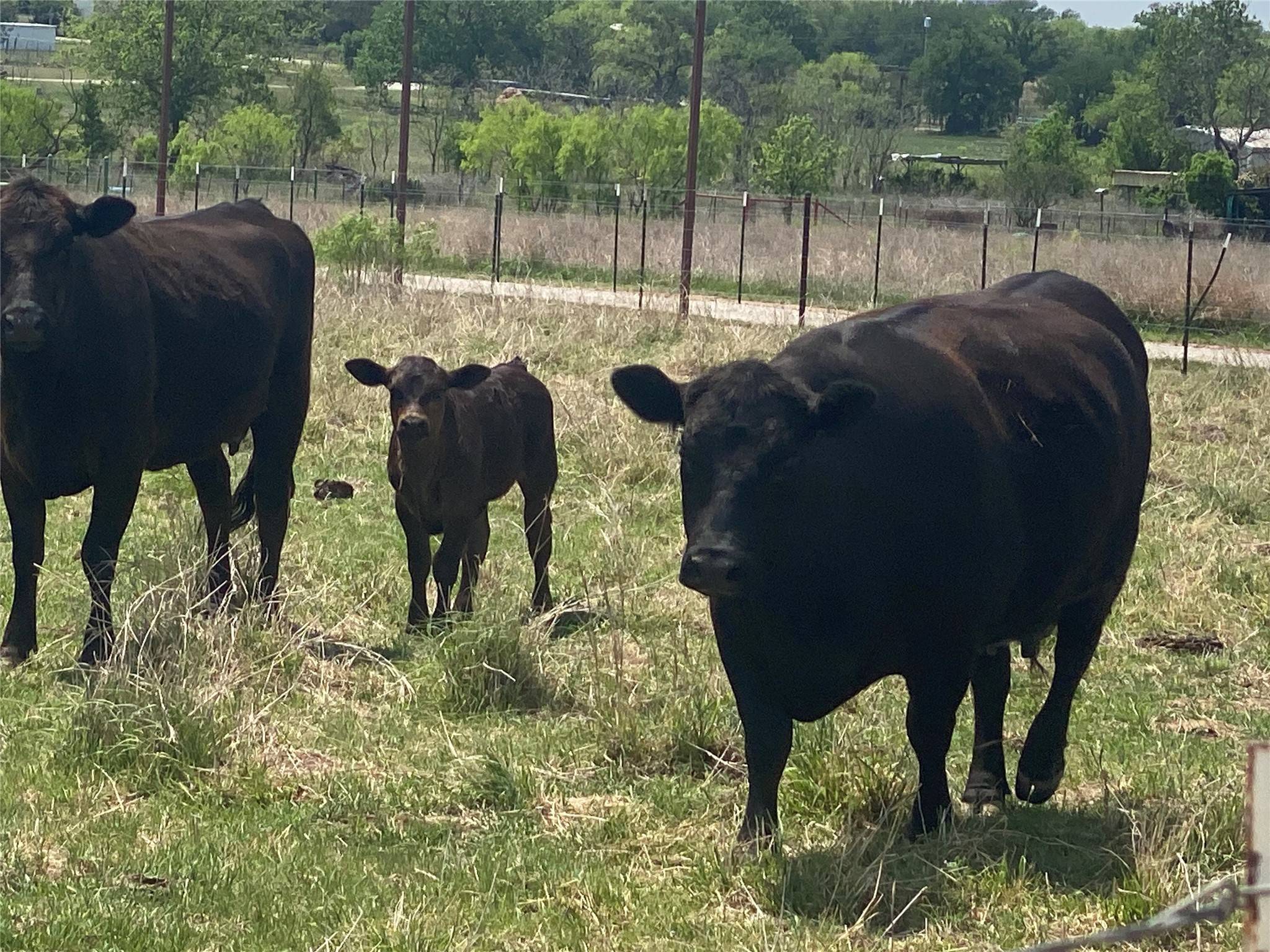 Mineral Wells, TX 76067,462 Halsell RD