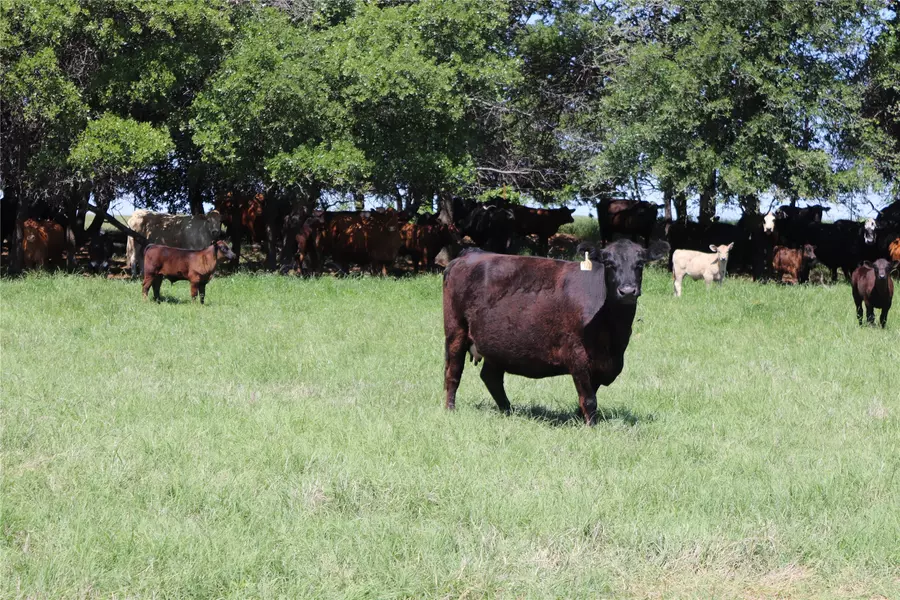 80 Acres North Deer Creek Rd, Henrietta, TX 76365