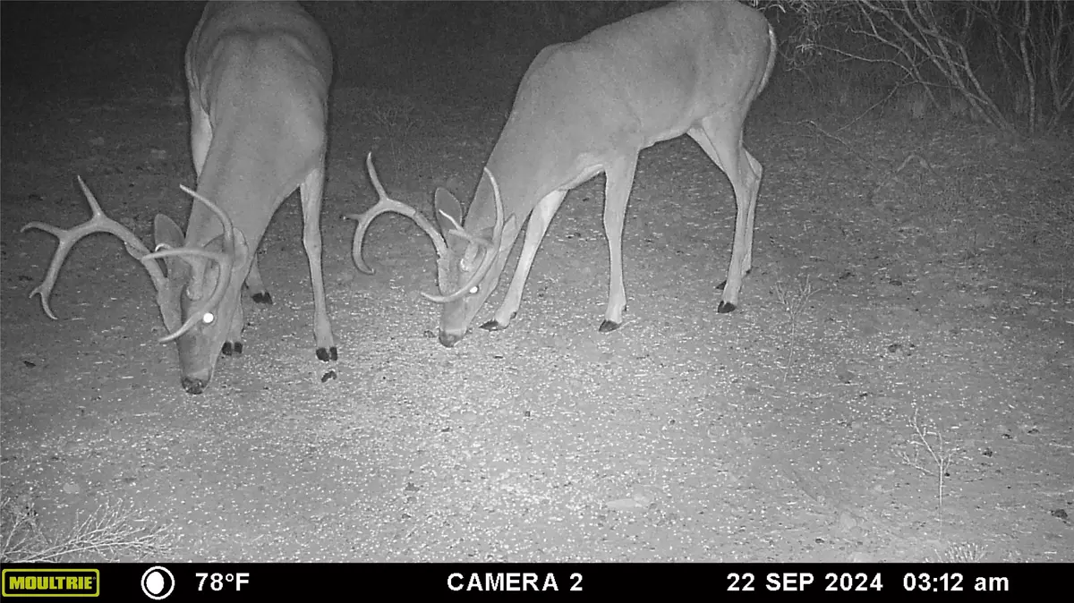 Brownwood, TX 76801,12750 CR 129