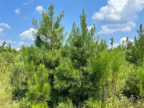 Bienville, LA 71008,0 Ellis Jones RD