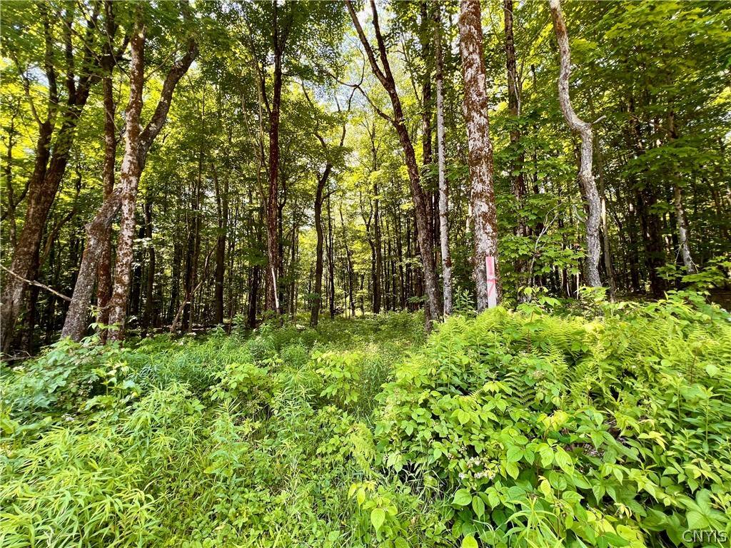 Redfield, NY 13493,17 Cassio RD
