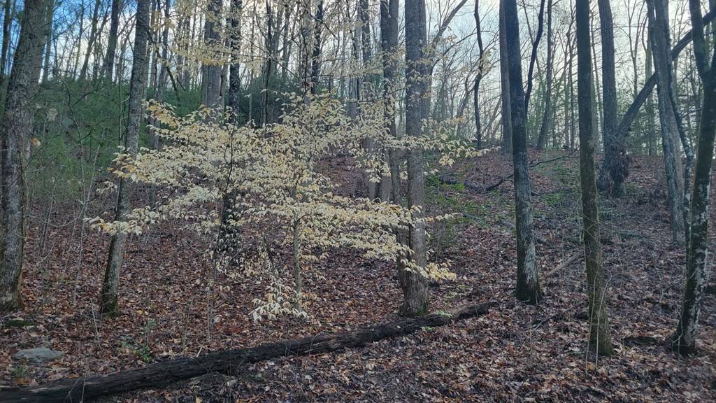 Murphy, NC 28906,27 Page Lane