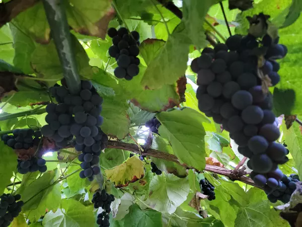 Mission, BC V2V 4J1,13842 Spratt RD