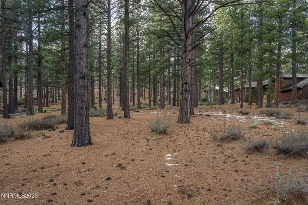 Reno, NV 89511,1385 Austrian Pine