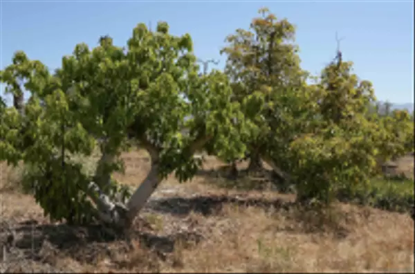 Valley Center, CA 92082,31857 Oak Glen