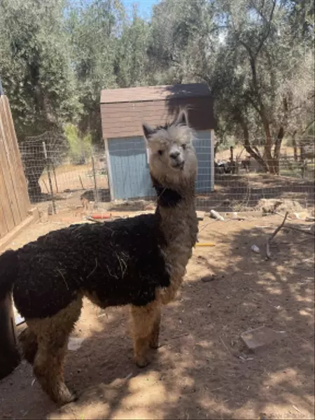 2212 Sonora Way, Ramona, CA 92065