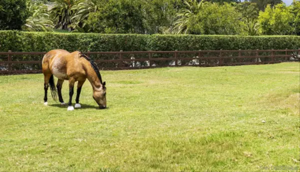 Rancho Santa Fe, CA 92067,18127 Via Roswitha