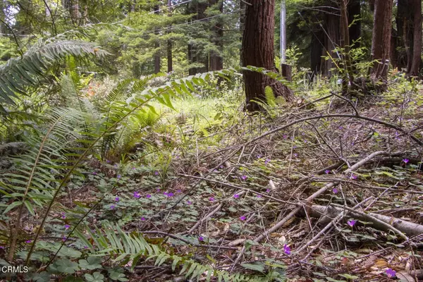 Fort Bragg, CA 95437,32100 Forest