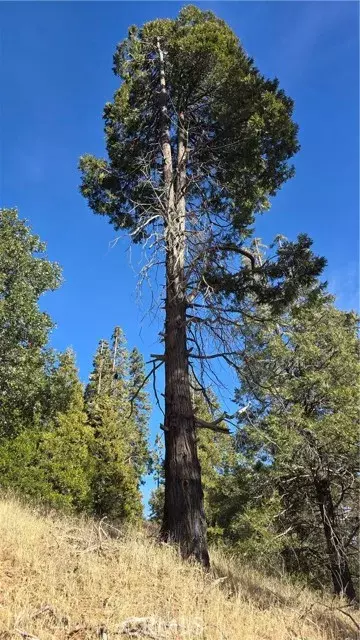 Cedarpines Park, CA 92322,0 none