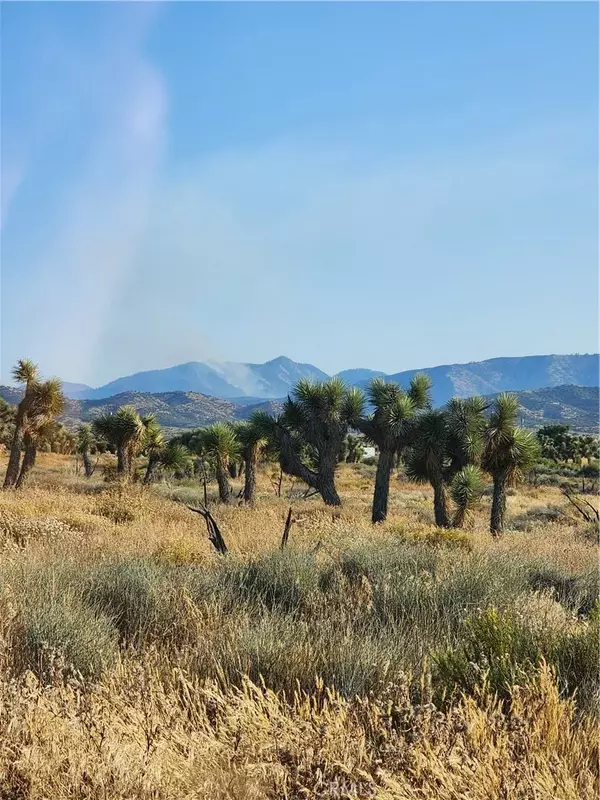 Phelan, CA 92371,0 Acanthus