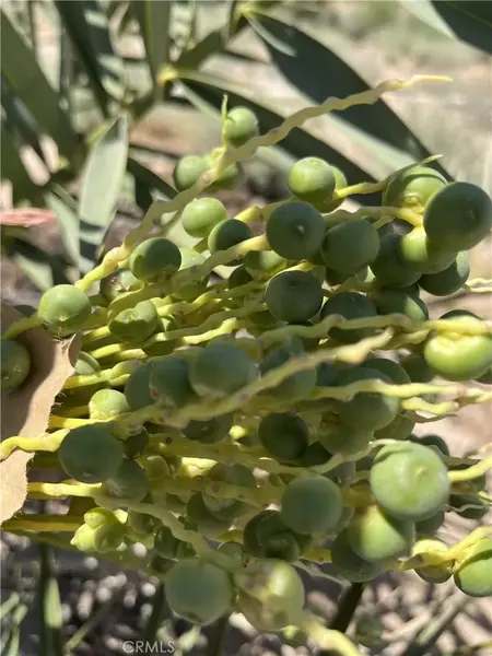 44550 Doctrine, Newberry Springs, CA 92365