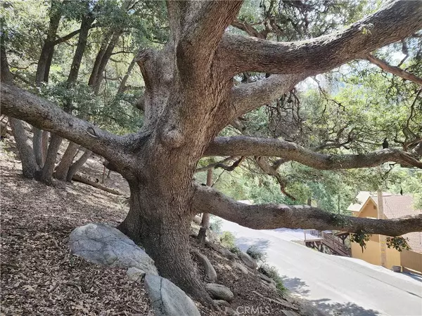 Crestline, CA 92325,0 Arbula