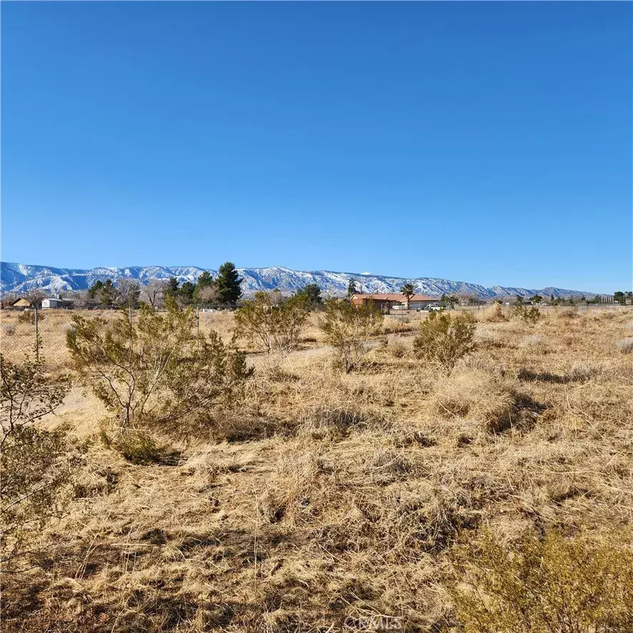 Phelan, CA 92371,0 Coyote