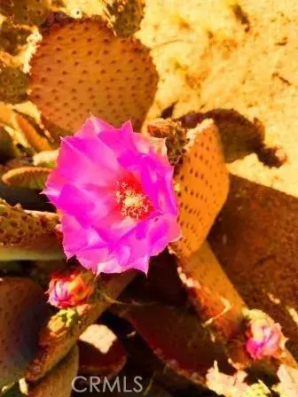 Pinyon Pines, CA 92561,0 Pinesmoke