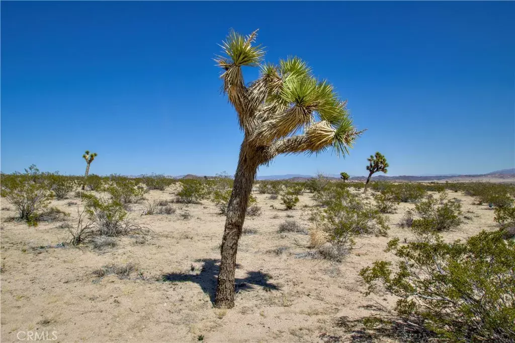 Joshua Tree, CA 92252,2625 Sunset