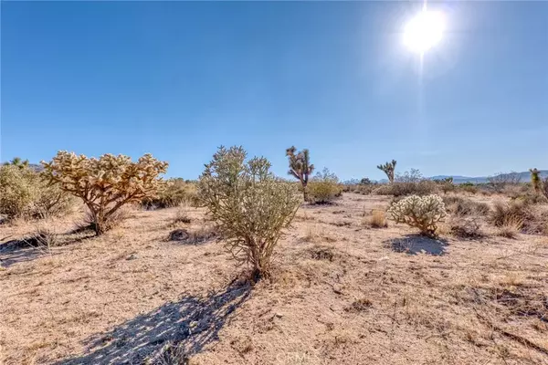Joshua Tree, CA 92252,107 Juniper