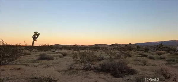 Joshua Tree, CA 92252,0 Campanula