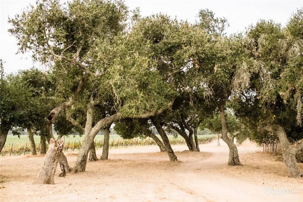 Los Olivos, CA 93441,6893 Foxen Canyon