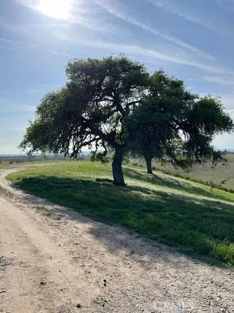 Paso Robles, CA 93446,0 Forked Horn