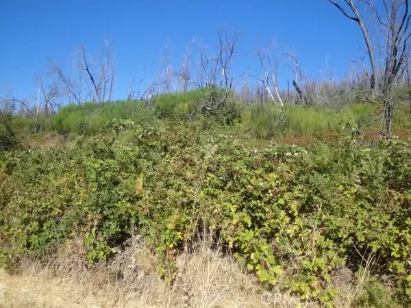 Berry Creek, CA 95916,0 Meadow
