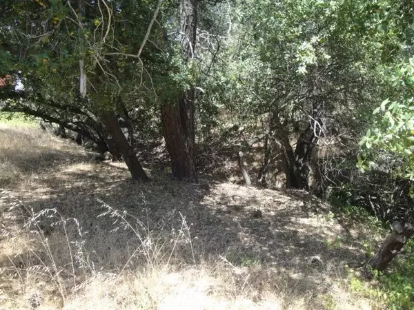 Oroville, CA 95966,586 Silver Leaf