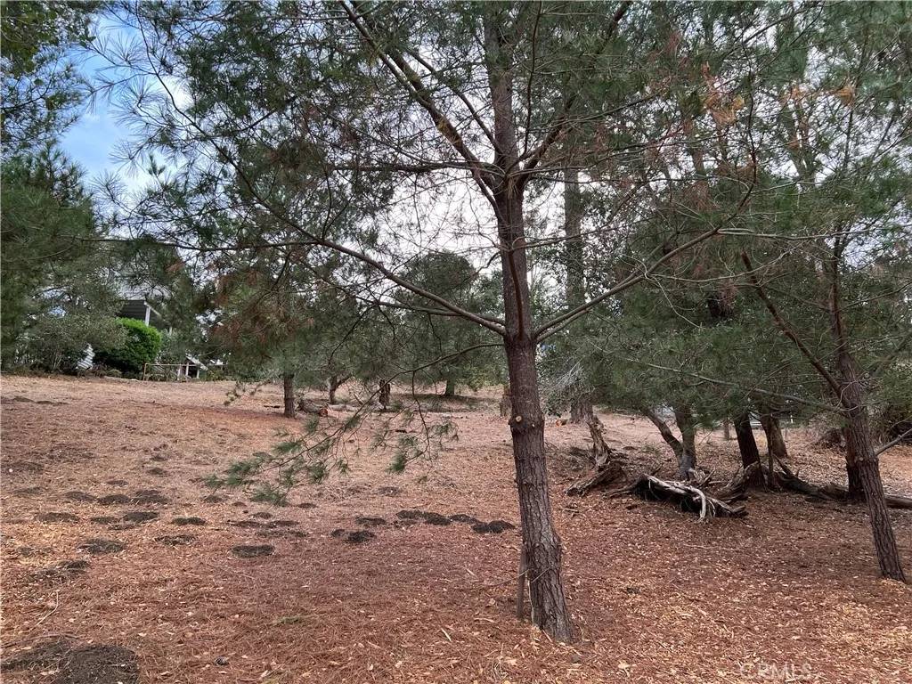 Cambria, CA 93428,1925 Arliss