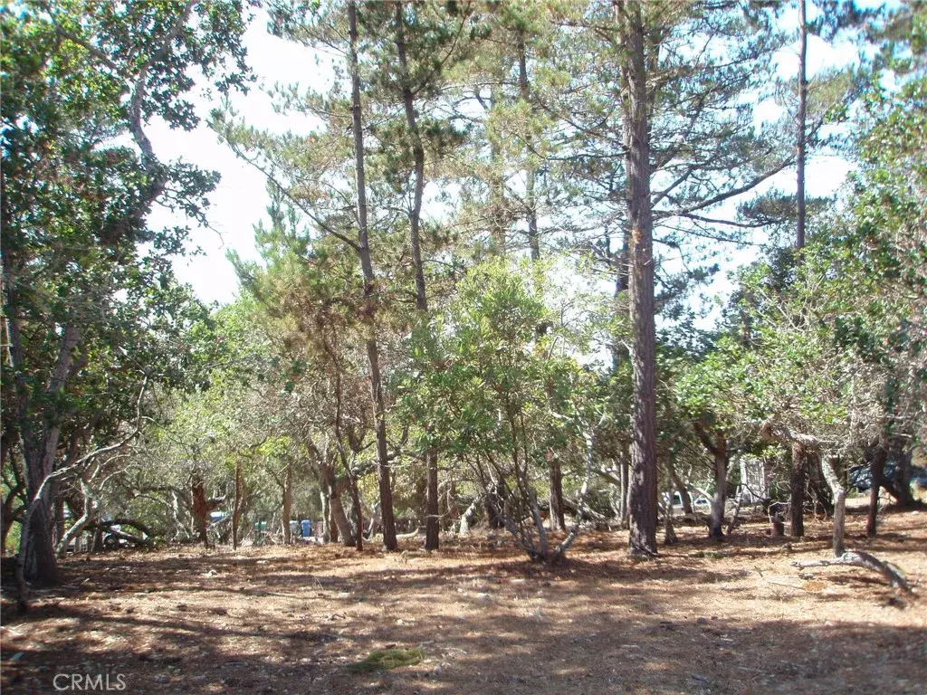 Cambria, CA 93428,1865 Dreydon