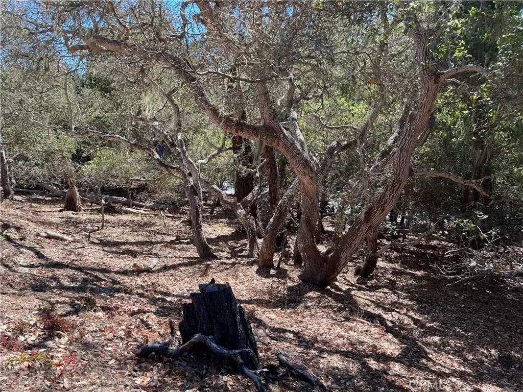 Cambria, CA 93428,2275 Leona