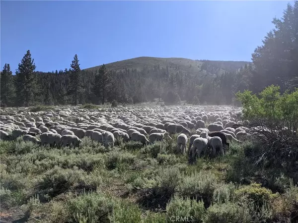 Bridgeport, CA 93517,79253 Little Walker Road