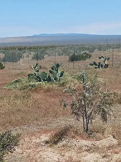 Mojave, CA 93501,1 Fox Glove Street