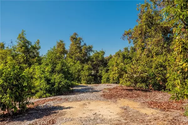 Temecula, CA 92590,15 Camaron