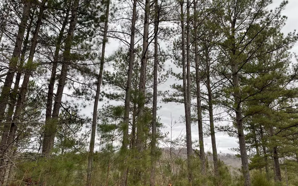 LOT45 Pinehurst Road, Blairsville, GA 30512