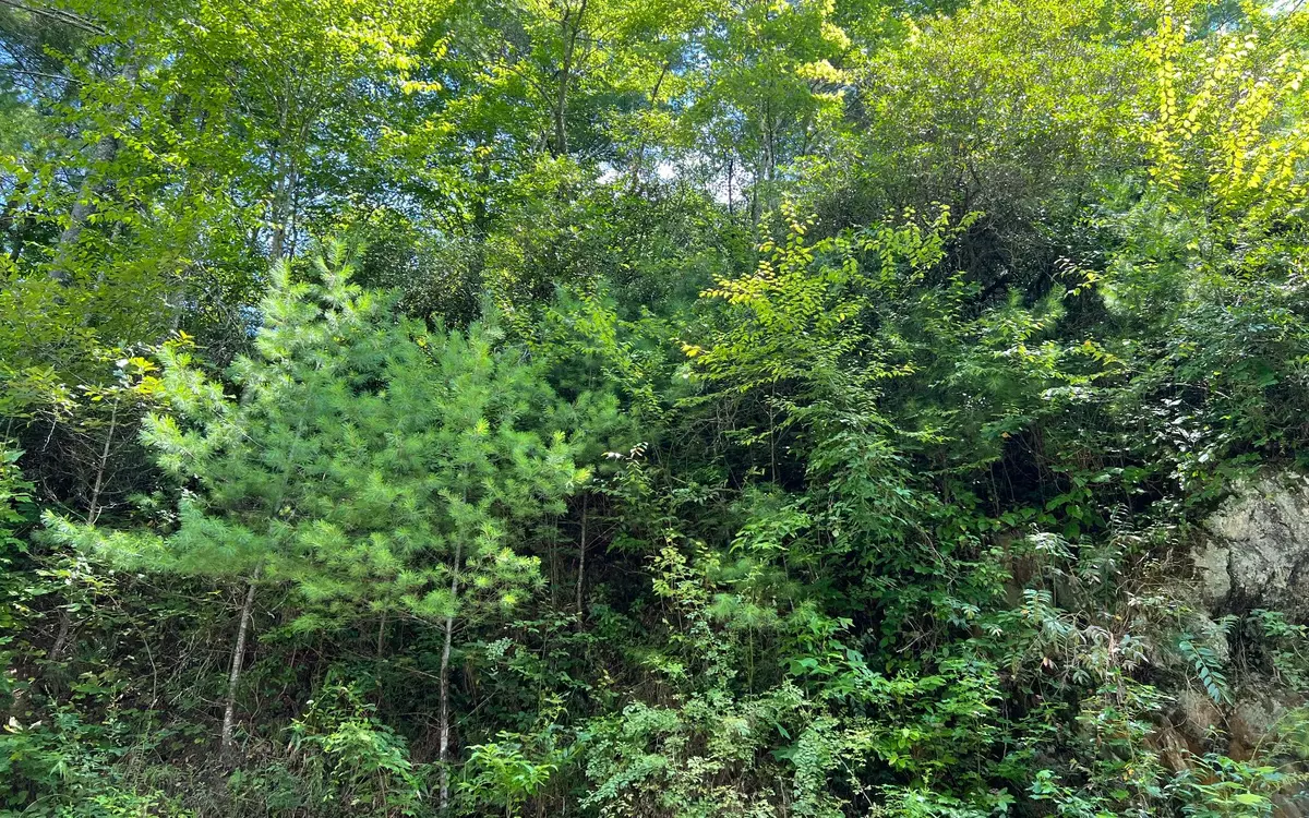 Hayesville, NC 28904,Lot 76 Fires Creek Cove Road