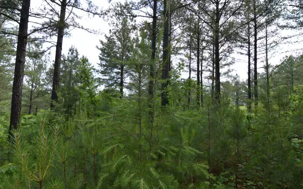 Blairsville, GA 30512,Lot 50 Pinehurst Road