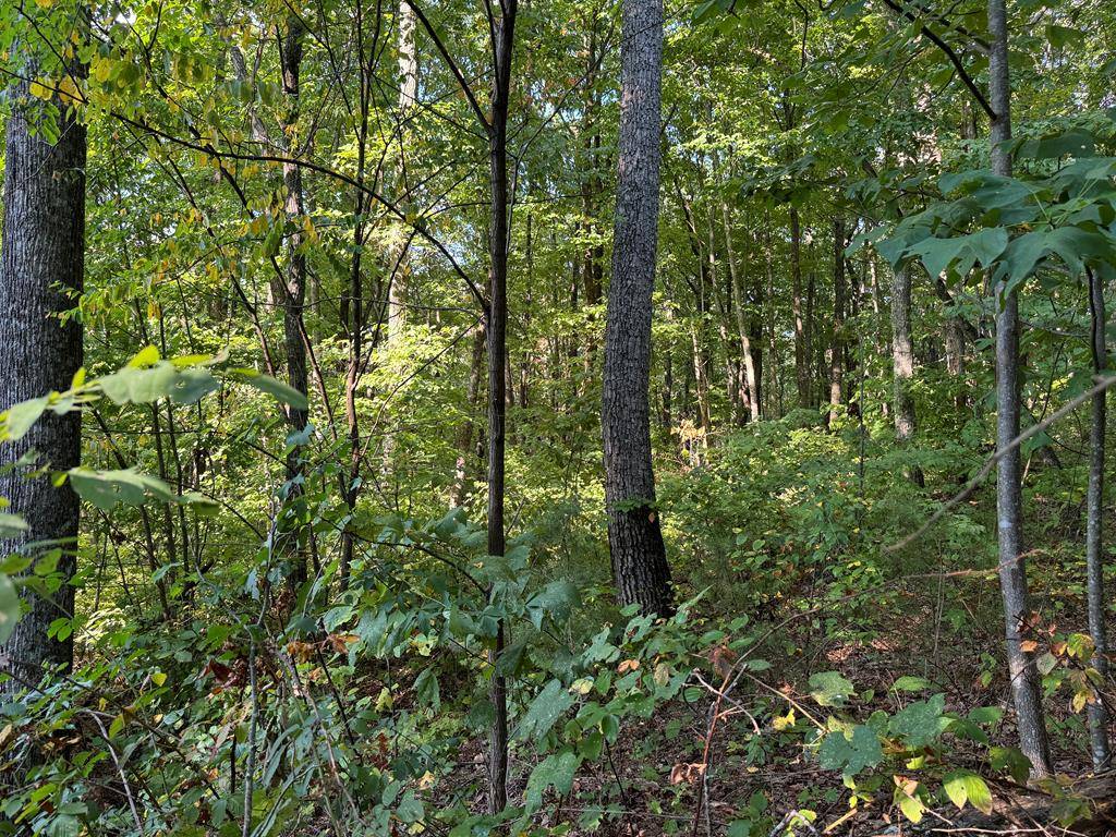 0 Trailwood Drive, Ellijay, GA 30536