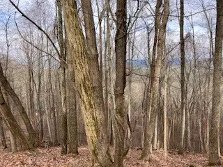 Ellijay, GA 30536,00 Hickory Trace