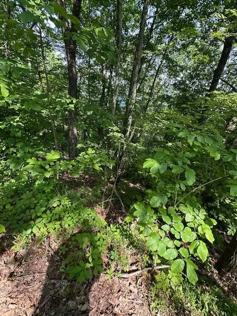 Turtletown, TN 37391,16 Ac Campbell Cove Creek