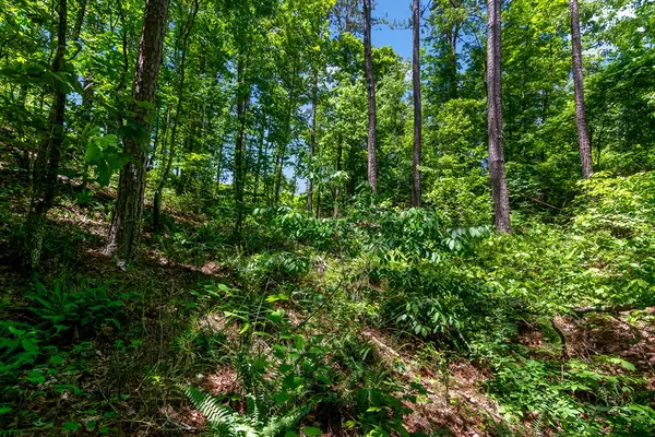 Talking Rock, GA 30175,LT160 Shallow Water Trail