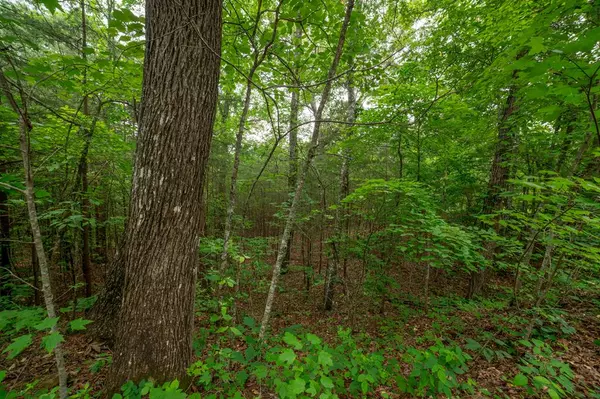 Warne, NC 28909,Lot 1 Mirandi Drive
