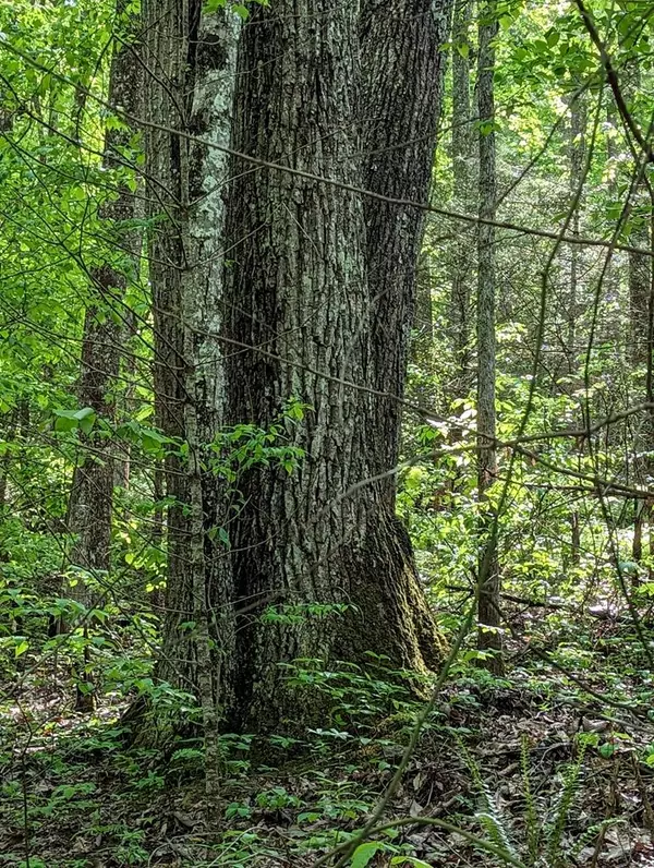 Epworth, GA 30541,00 Buck Creek Trail