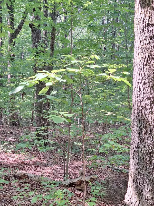 Blue Ridge, GA 30513,0 Sunrock Mountain Trc